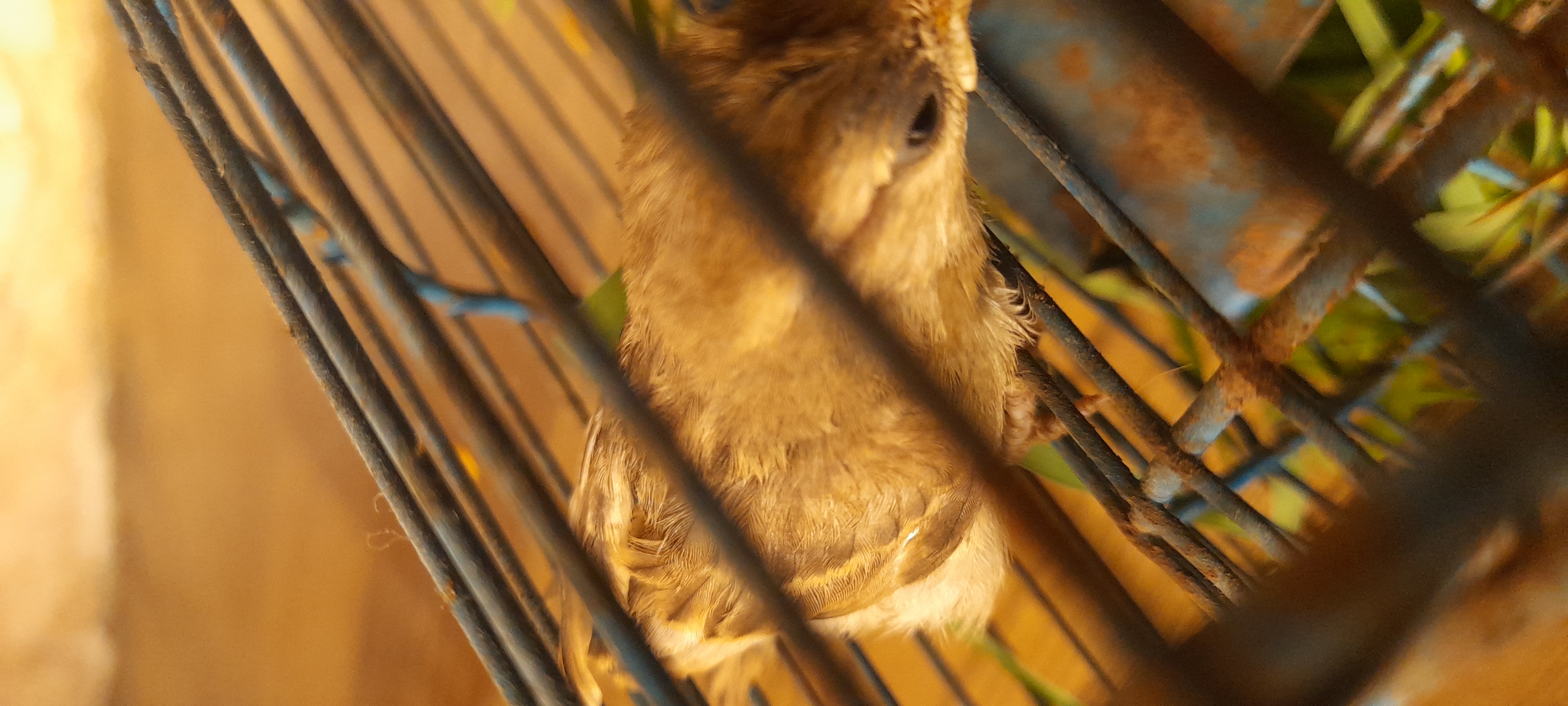 نقره لعرض الصورة في صفحة مستقلة