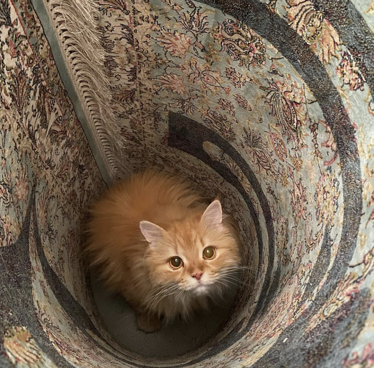 ����� ���� �������