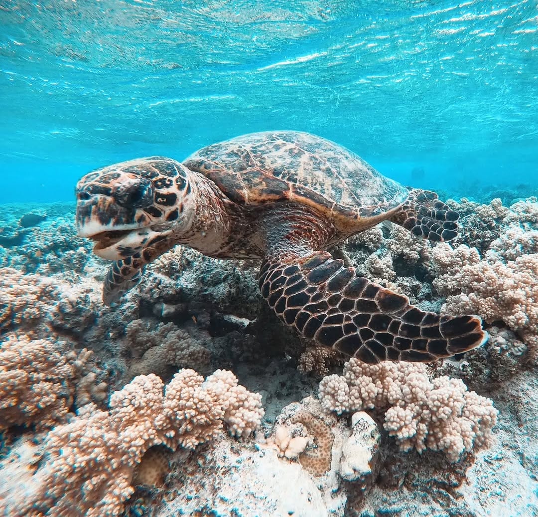 Sea Turtle