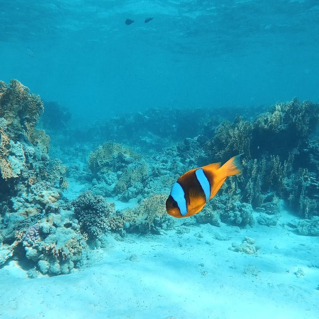 Falcon-Tours Excellence