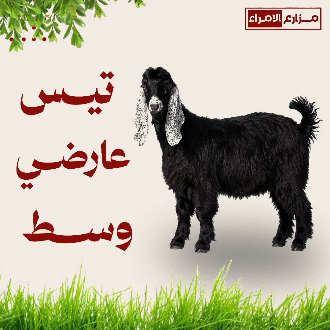 تيس عارضي وسط